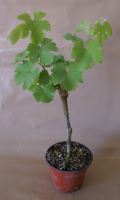 Plant en pot 1 litre