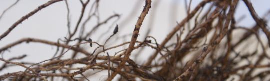 Roots